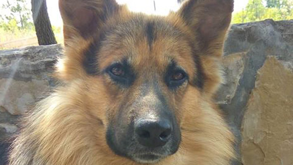 Medo ima neizlječivu bolest. Pokažimo mu da ipak može imati dom