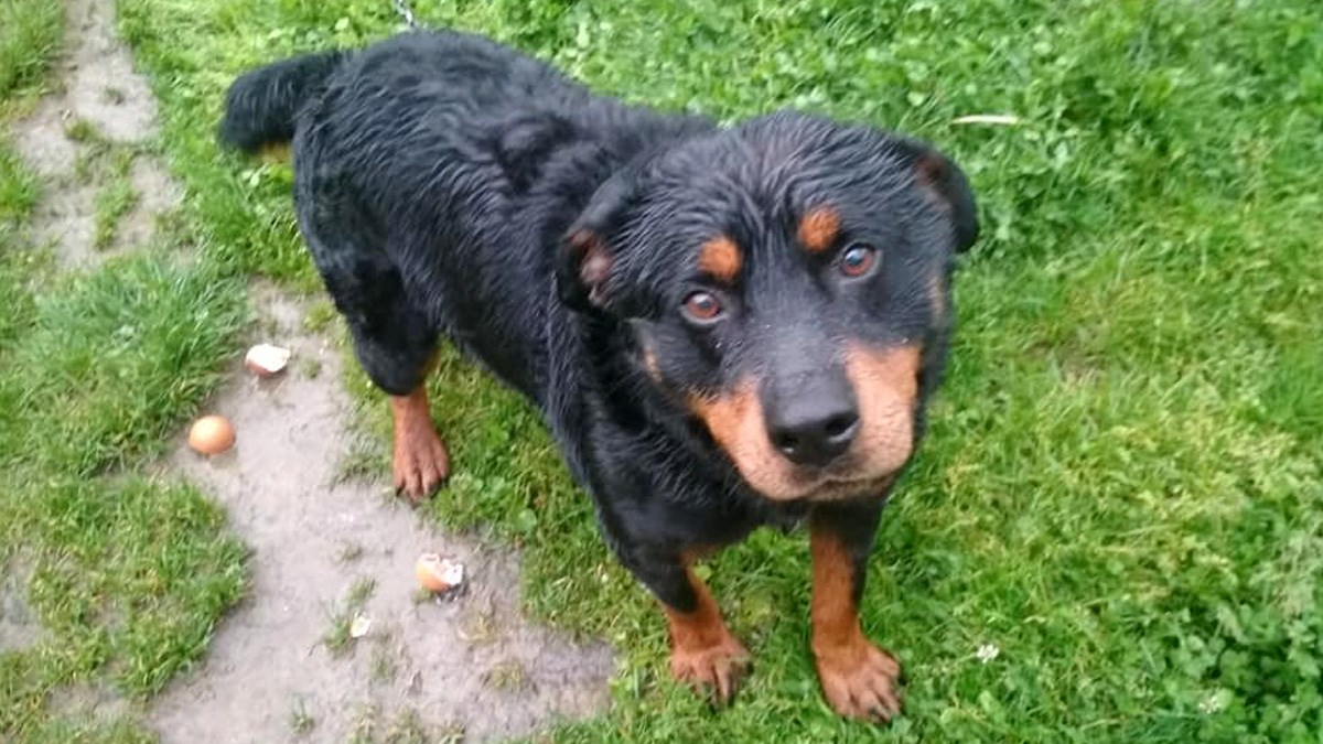 FOTO Medo je jedan od pasa s tužnom pričom. Pomozite mu da bude sretan