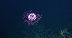 Meduze su žarnjaci koje dio svog života provode slobodno plivajući u moru.