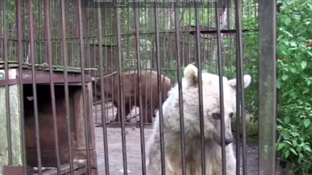 VIDEO Ova medvjedica znala je samo za tugu i patnju sve dok je dobri ljudi nisu spasili