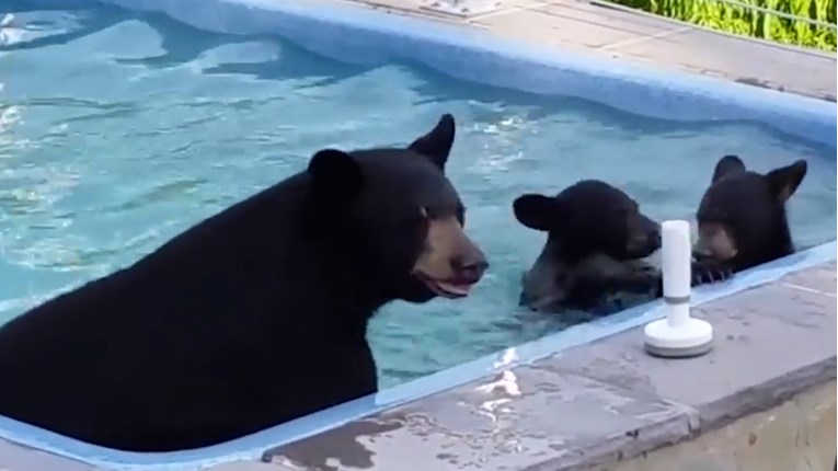 VIDEO Mama medvjedica sa svojim bebama dolazi na bazen svaki dan