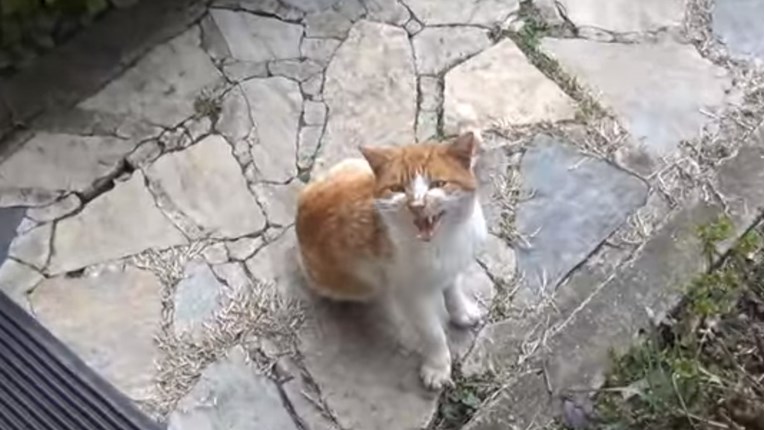 VIDEO Ova maca znala je da mora potražiti pomoć i učinila je to nevjerojatno