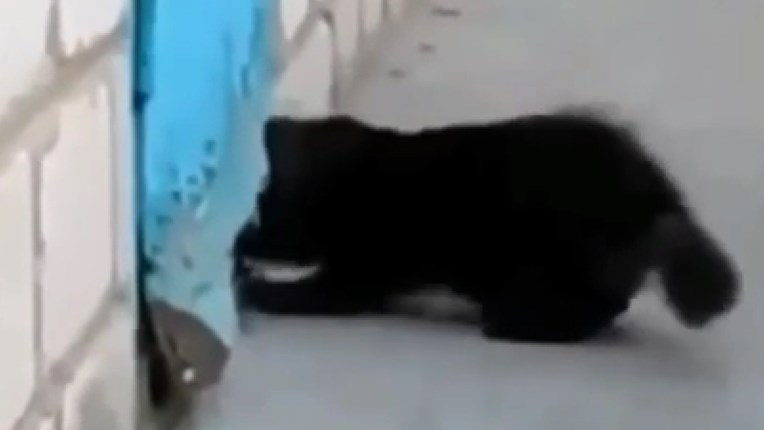 VIDEO Ova mačka dokazala je da treba pomoći svima u nevolji