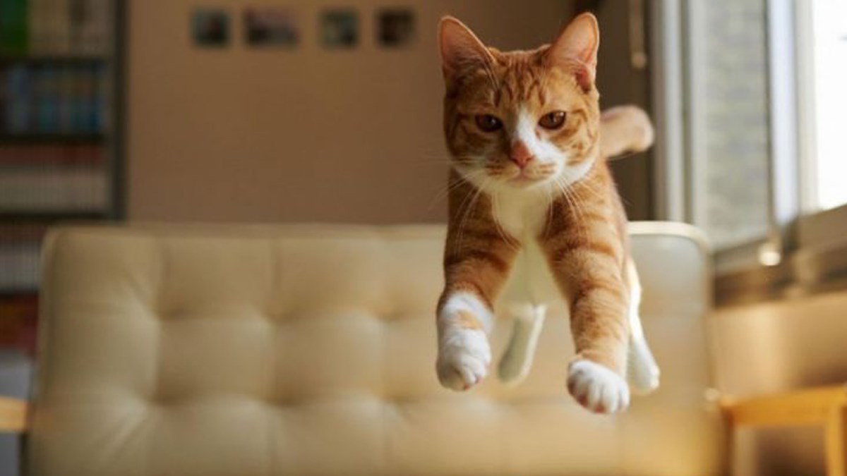 Odlične fotke mačaka napravljene u najboljem mogućem trenutku