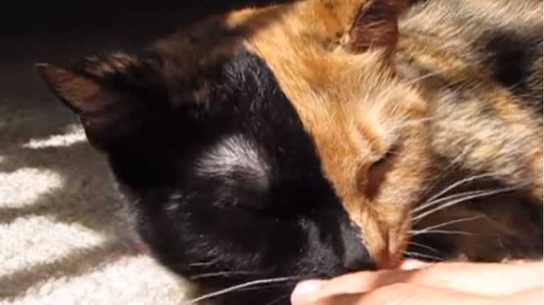 VIDEO Venus je jako posebna mačka koja osvaja internet, doznajte zašto