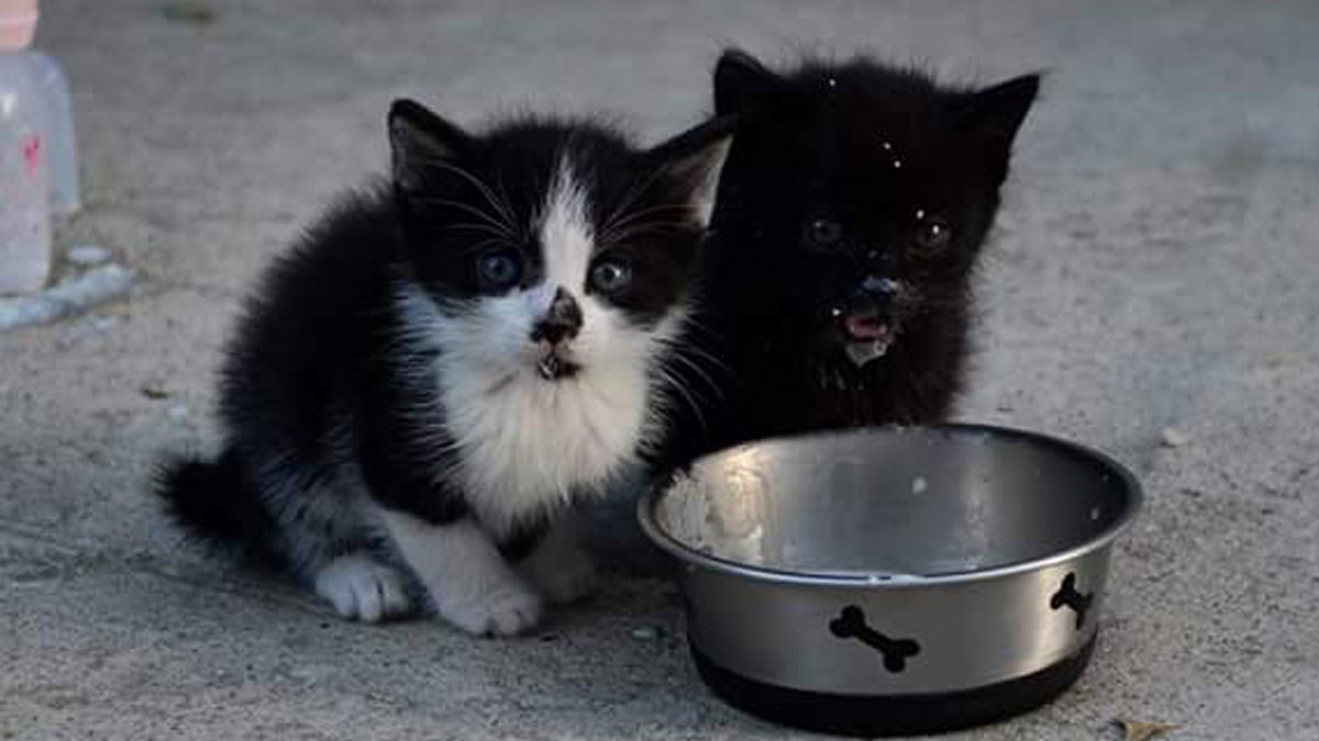 Dva preslatka mačića je netko ostavio u šumi u Sesvetama. Hitno traže smještaj