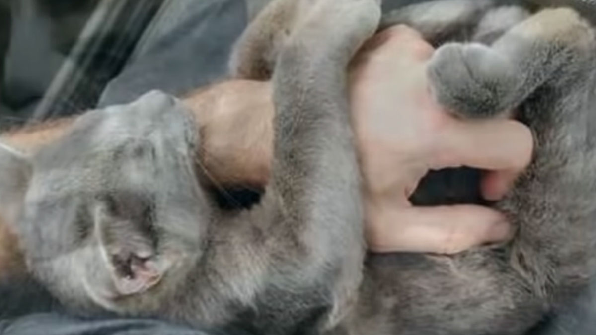 VIDEO Maca s ulice je prišla čovjeku tražeći pomoć. Zagrlila ga je šapicama
