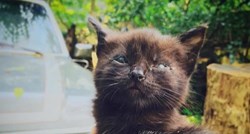 Ovaj mačak rođen je s kongenitalnom anomalijom i ne može zatvoriti oči