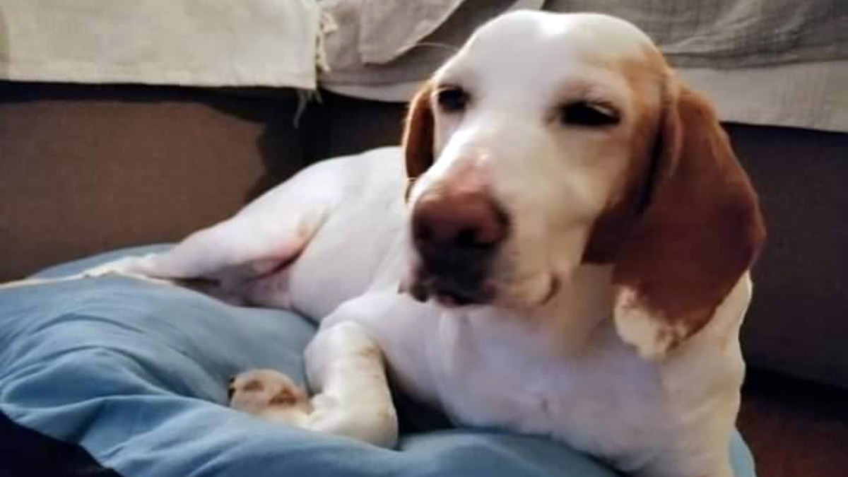 Mila je prekrasna kujica iz Šibeniku i dugo čeka priliku za sreću. Pomozimo joj