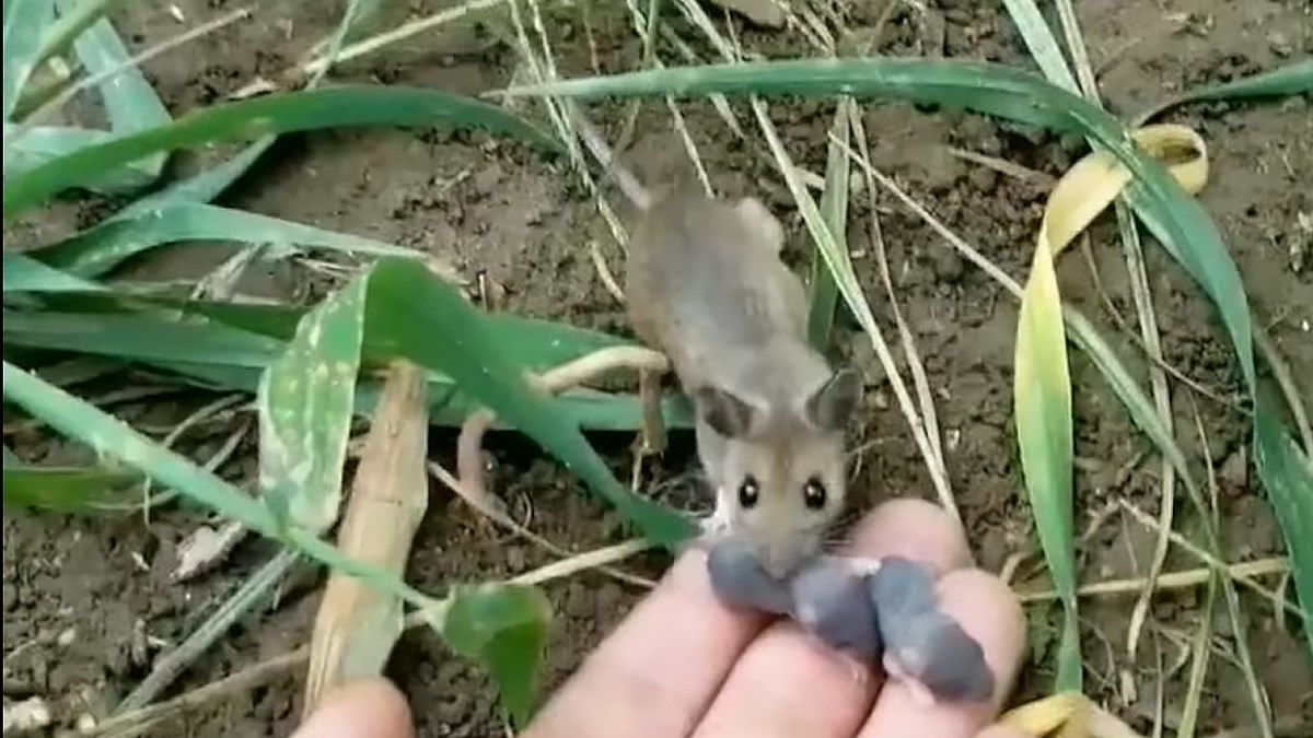 VIDEO Ovaj je čovjek napravio nešto što mnogima ne bi palo na pamet