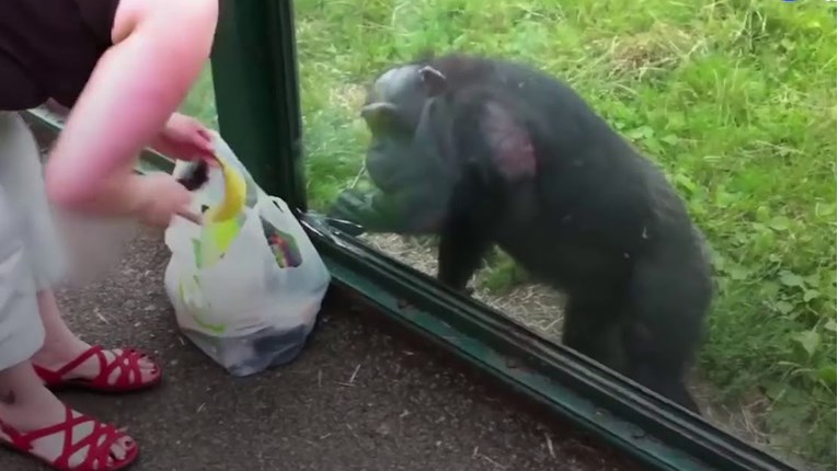 Čimpanza je u zoološkom vrtu na poseban način posjetiteljicu zamolila sok