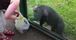 Čimpanza je u zoološkom vrtu na poseban način posjetiteljicu zamolila sok
