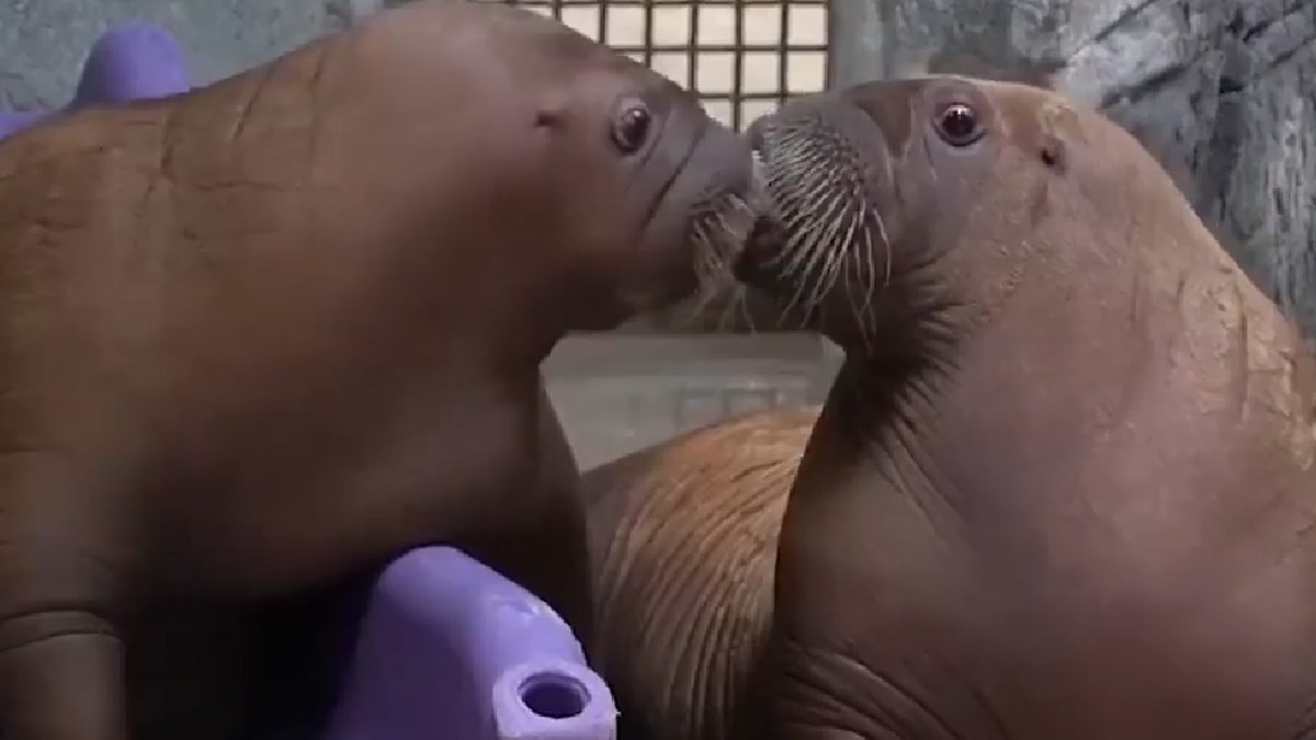 Ginger imala je svu ljubav ljudskih prijatelja, ali je i dalje bila usamljena