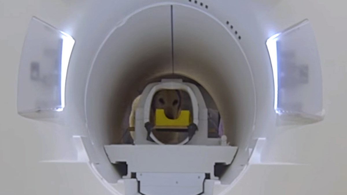 Saznajte što se događa u mozgu vašeg psa kada vas ugleda