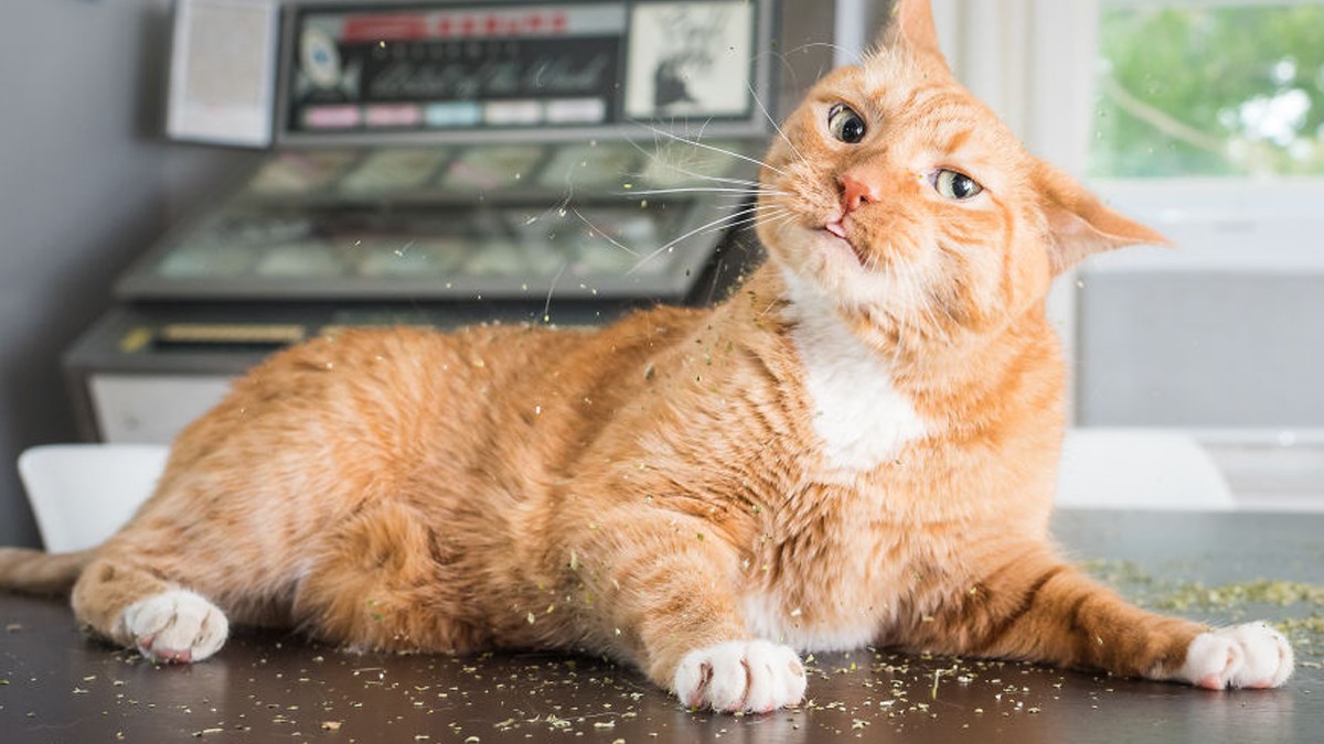 Fotkao je mačke dok uživaju u mačjoj travi. Fotke su genijalne