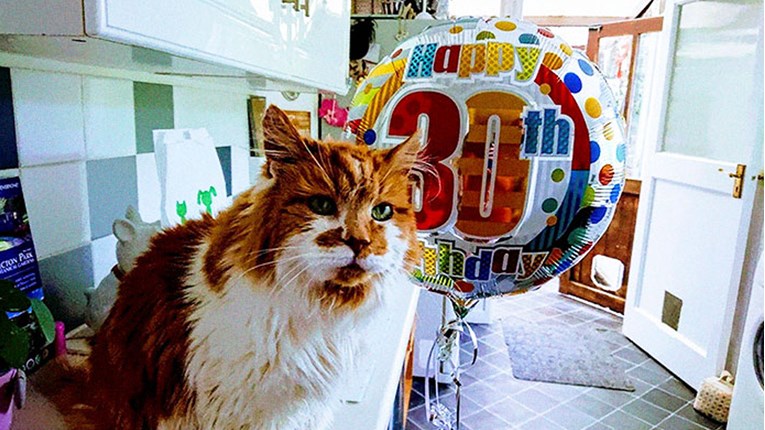 Ova žena mačka ima od 1988. godine i nije očekivala da će proslaviti njegov 30. rođendan