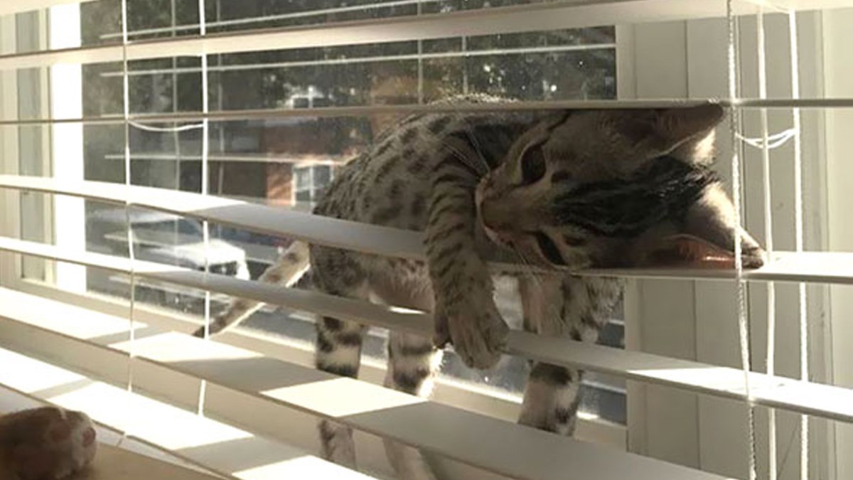 FOTO Slatke mačke spavaju u najčudnijim pozama na kojima im mnogi zavide