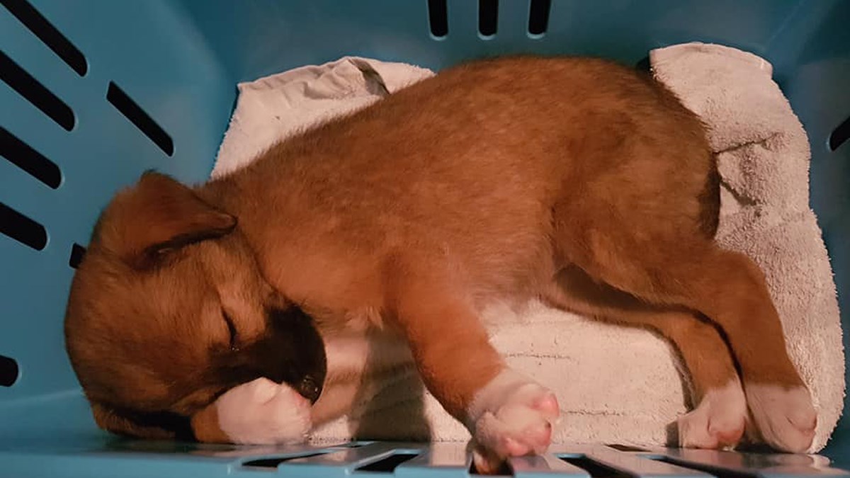 Malenoj Niti gori pod šapicama i gubi smještaj. Pomozimo joj pronaći obitelj