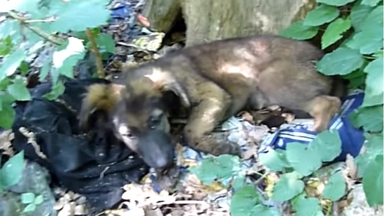 VIDEO Ovo maleno štene netko bez srca ostavio je usred šume