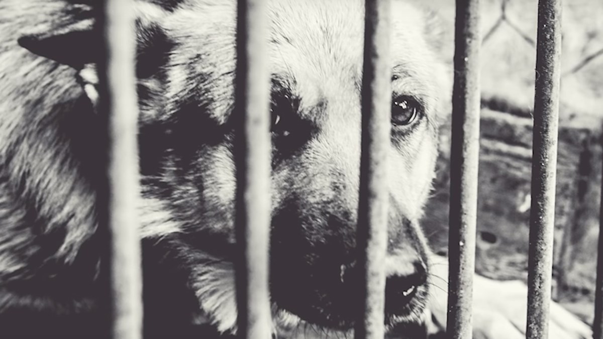 Njemački ovčar je čitav život bio na lancu, a onda je prvi puta vidio ocean