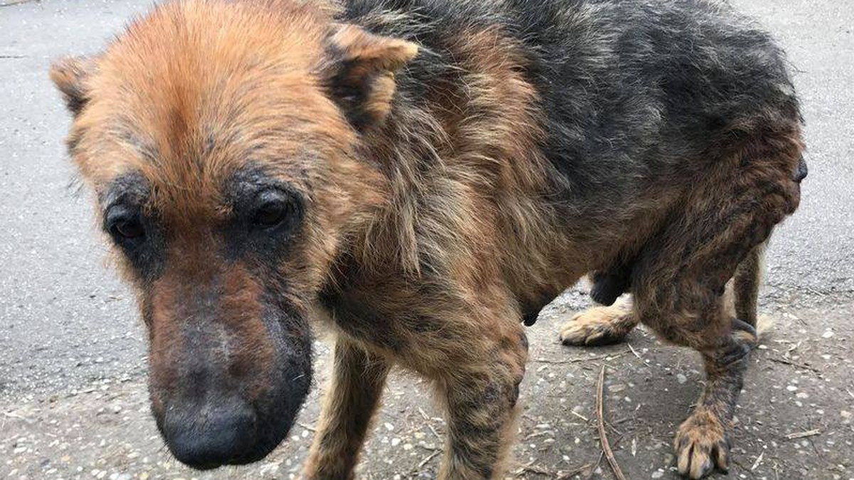 Dok neki psi uživaju na toplome, ovaj nije imao tu sreću