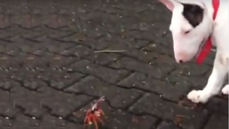 VIDEO Ovako simpatičnu borbu između psa i raka još niste vidjeli