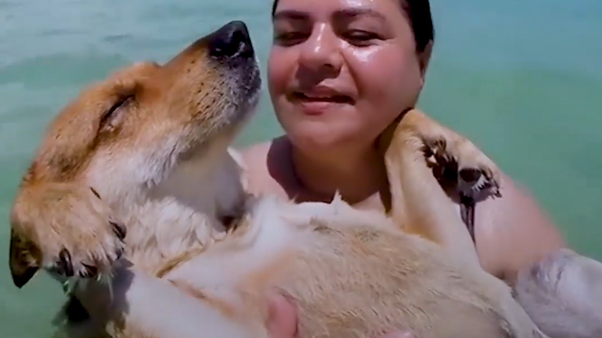 Ovaj pas bio je ozlijeđen i sam na ulicama Irana, no onda se dogodilo čudo