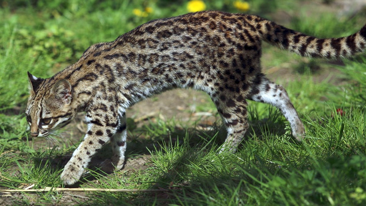 VIDEO O ovoj vrsti mačke se jako malo priča, a zaista je posebna