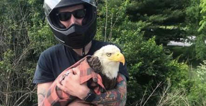 Spazio je bjeloglavog orla kako je zapeo u prometu i odlučio ga spasiti