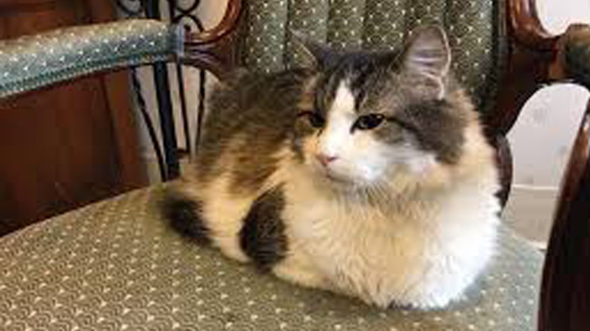 VIDEO Svi znaju da su mačke posebna bića, no ovakvu još niste upoznali