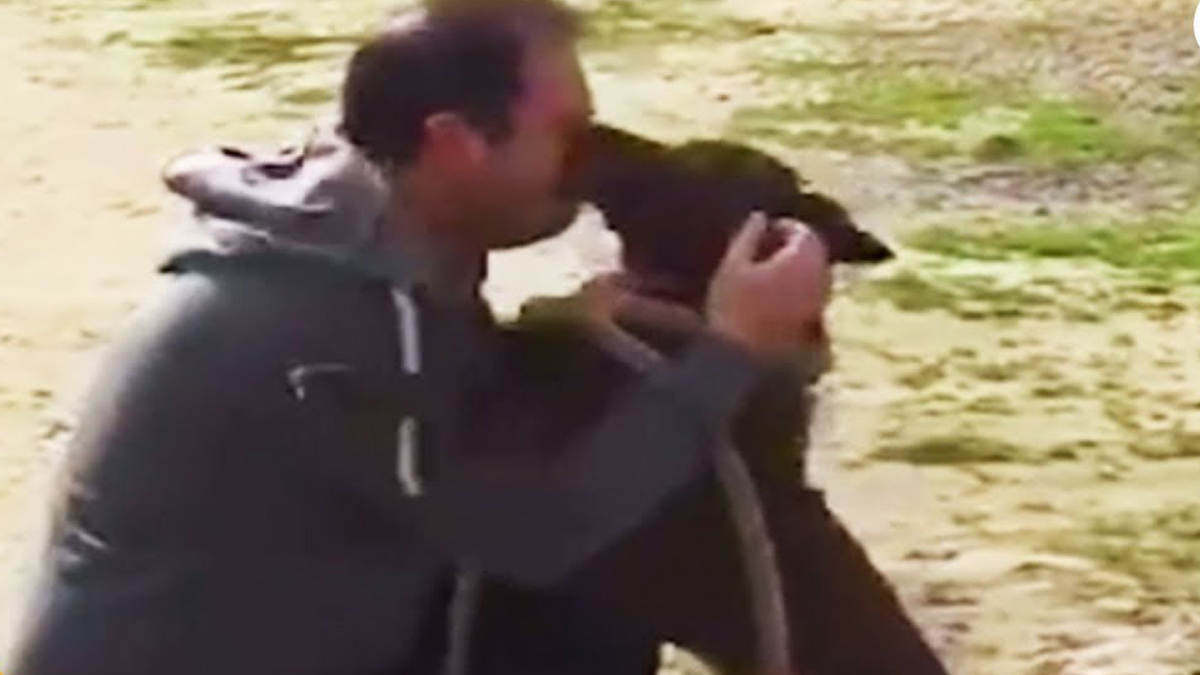 VIDEO Dvije duge godine ova slatka kujica pokušavala se vratiti kući