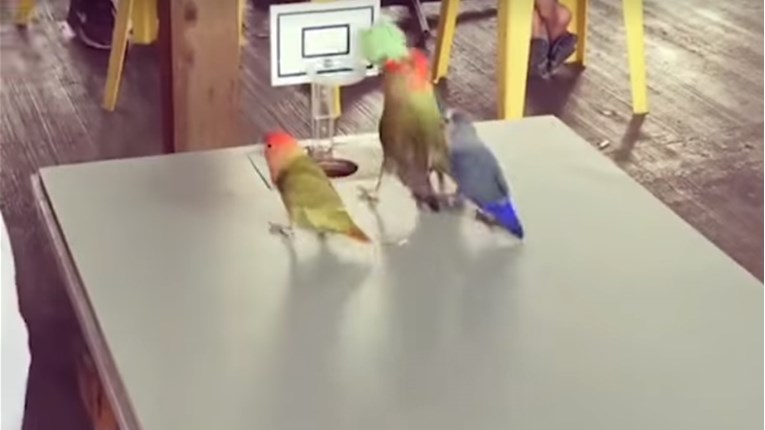 VIDEO Ove papige su dokazale da su vrhunski sportaši