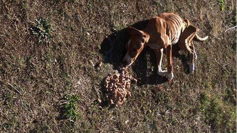 UZNEMIRUJUĆE U Sinju i Sisku pronađeni izmučeni psi, veterinari u šoku