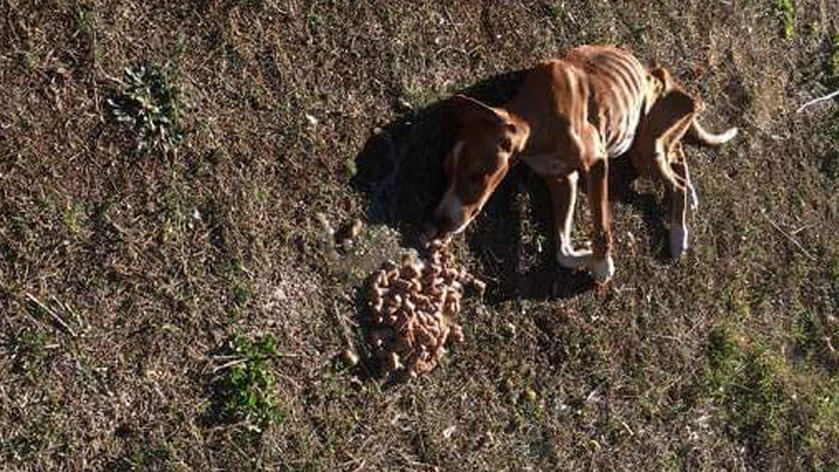 UZNEMIRUJUĆE U Sinju i Sisku pronađeni izmučeni psi, veterinari u šoku