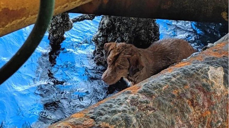 Pas spašen gotovo 220 kilometara od obale Tajlanda. Pronađen gladan i dehidiran