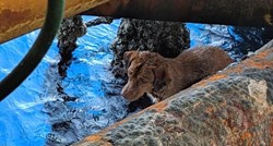 Pas spašen gotovo 220 kilometara od obale Tajlanda. Pronađen gladan i dehidiran