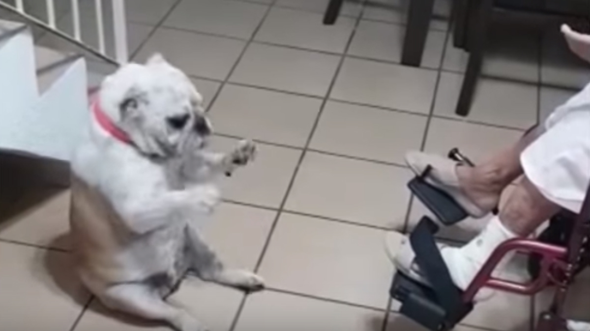 Neki psi jednostavno moraju zaplesati kada čuju glazbu