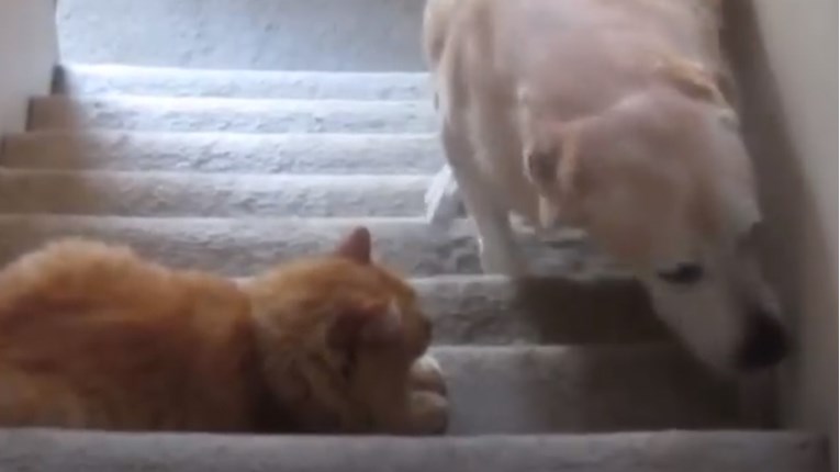 VIDEO Ovi psi se užasavaju mačaka