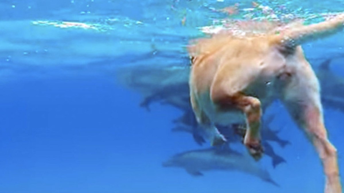 Ova kujica nije ni znala što ju očekuje na izletu brodom