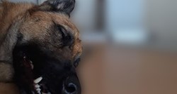 UZNEMIRUJUĆE Pas izboden nožem u glavu dok je spašavao vlasnika