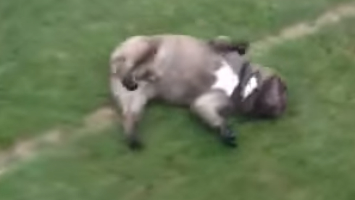 VIDEO Ovaj pas se zabavlja na najbolji mogući način