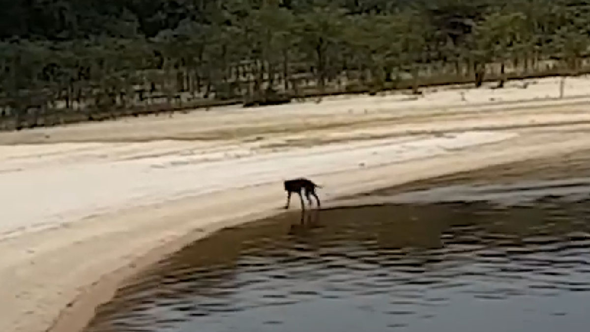 Ostavili su je na napuštenom otoku da umre. No imala je sreće da je netko spasi