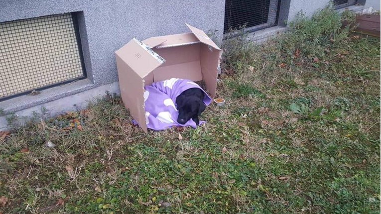 Ovaj pas se već tjednima smrzava ispred zgrade u Slavonskom Brodu. Pomozimo mu