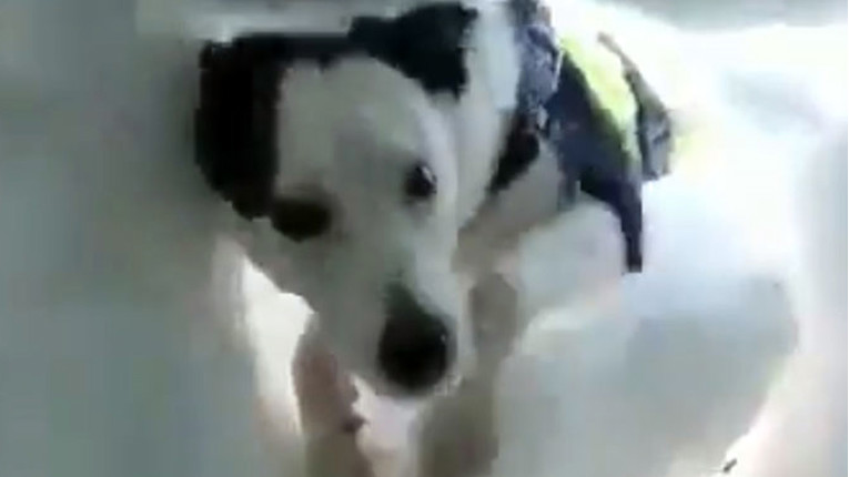 VIDEO Zatrpan ispod snijega snimao je kako izgleda kada ga pas spašava