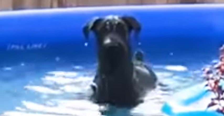 VIDEO Uživao je u bazenu dok ga nisu uhvatili, a njegova reakcija je odlična