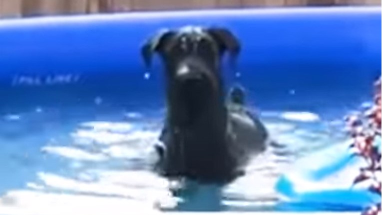 VIDEO Uživao je u bazenu dok ga nisu uhvatili, a njegova reakcija je odlična