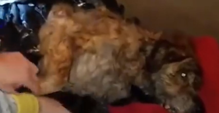 VIDEO Ovog psa je netko ostavio u vreći za smeće usred šume, no imao je sreće