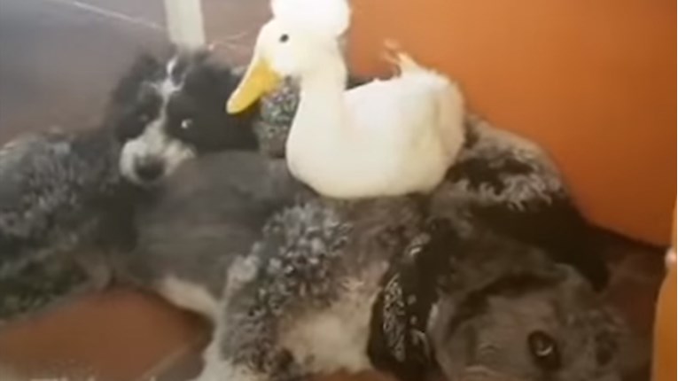VIDEO Spašeni patak je dobio najbolju obitelj, a najviše voli pse