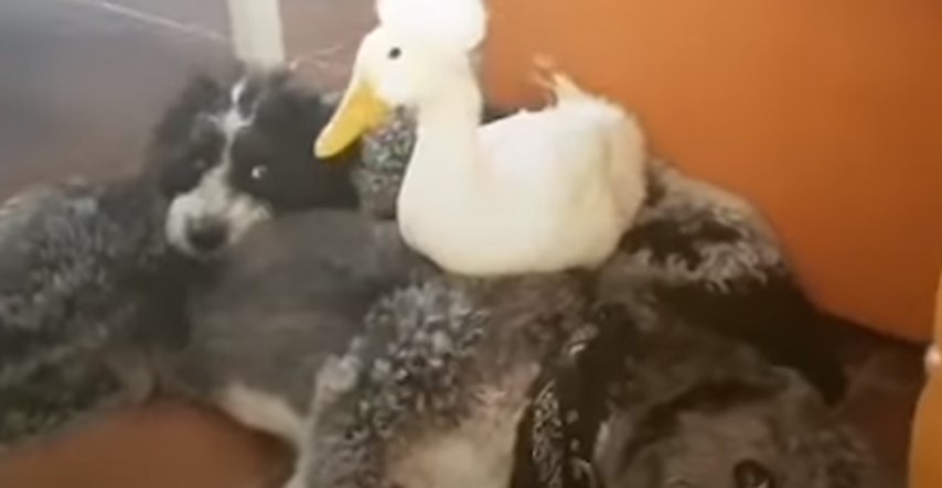 VIDEO Spašeni patak je dobio najbolju obitelj, a najviše voli pse