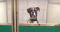 VIDEO Ovaj pas jasno je pokazao svom vlasniku što misli